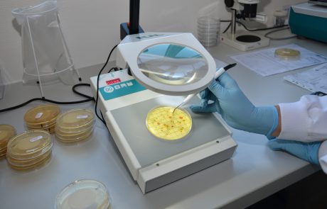 Testung Petrischalen mit Nährboden mit Lupe - vergrößerte Ansicht laden